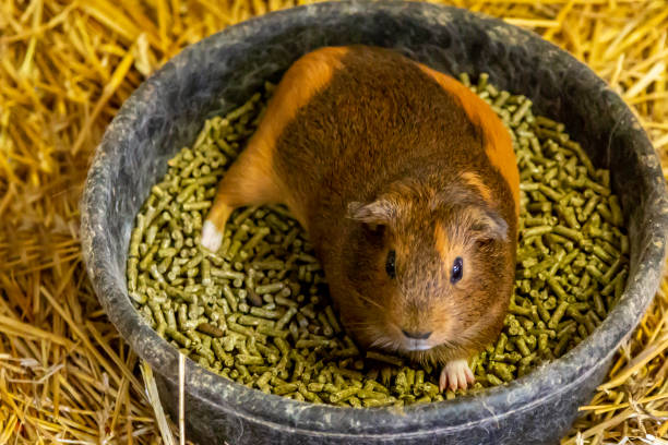 Important things in choosing guinea pigs’ food