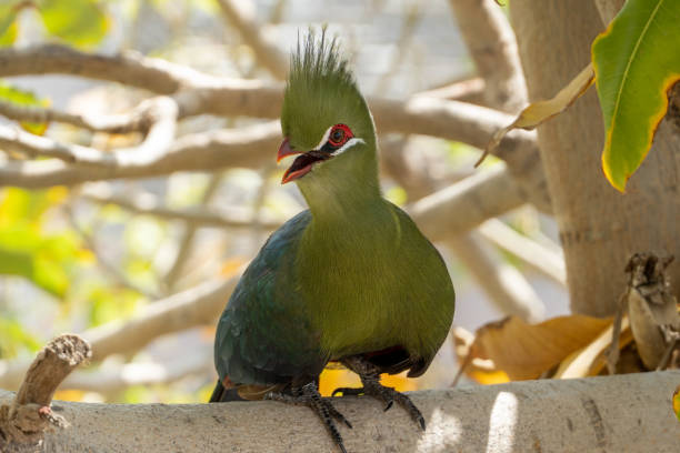 Guinea turaco (Tauraco persa) or the green turaco or green lourie perched in a tree in the rainforest. stock photo
