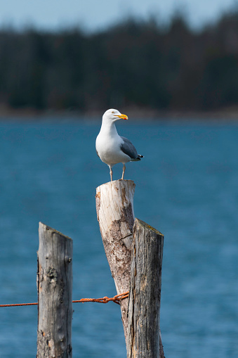 One herring gull perched on wooden post with ocean in background