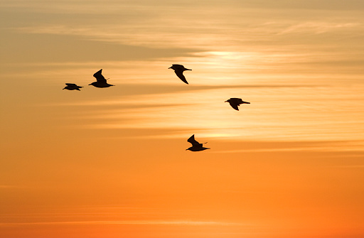 Five gulls take flight at sunset.