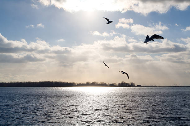 Seagulls fly over Lake Ontario, the sun glinting off the water...