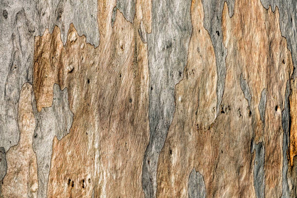 Gum Tree Bark stock photo