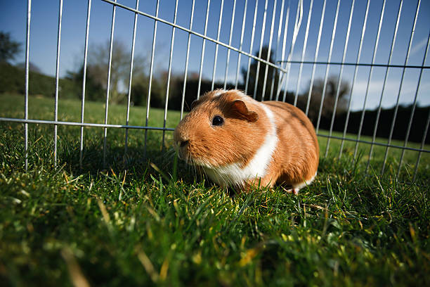 Guniea pig on grass Cute little guinea pig. guinea pig stock pictures, royalty-free photos & images