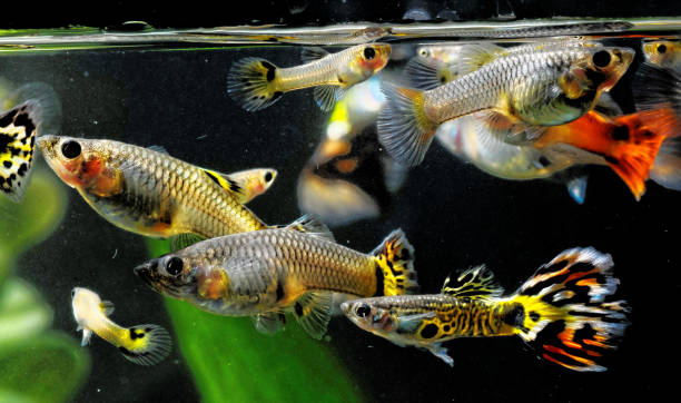 Guppy Multi Colored Fish Guppy Multi Colored Fish in a Tropical Acquarium guppy fish stock pictures, royalty-free photos & images