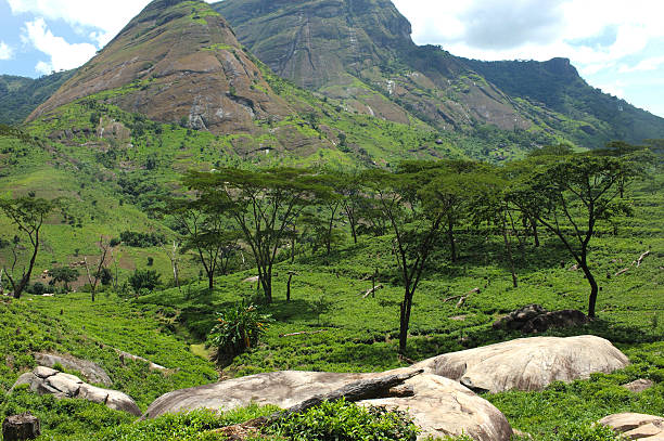Gurue tea plantations, Mozambique stock photo