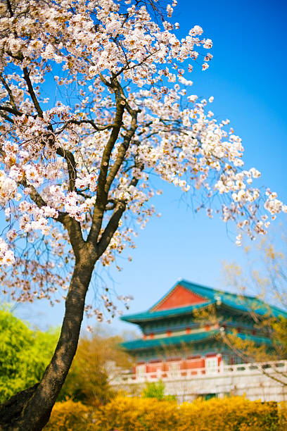 Gyeongbokgung palace in Spring, Seoul stock photo