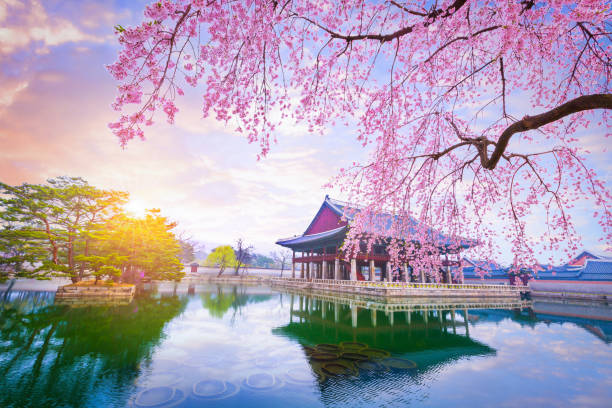 gyeongbokgung palace med cherry blossom träd i våren i seoul korea city, sydkorea. - sydkorea bildbanksfoton och bilder