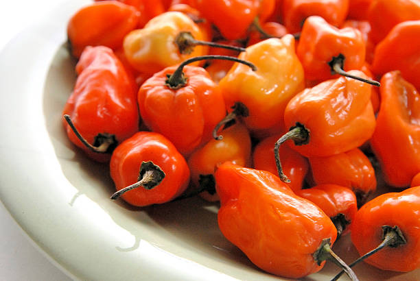 habanero pepper stock photo