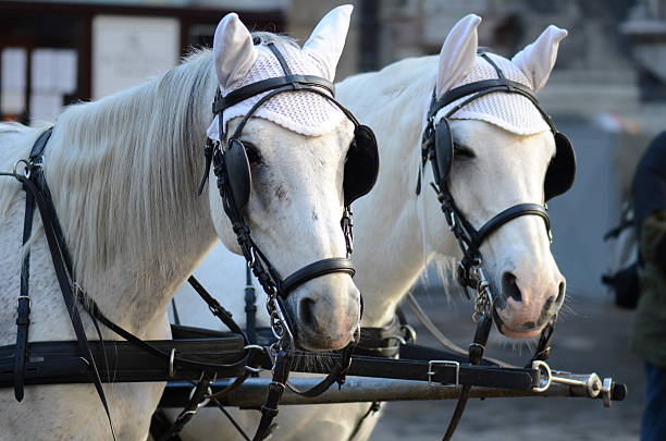 Hackney Carriage horses on the street, looking in the same direction shire horse stock pictures, royalty-free photos & images