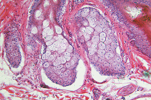 Hair Bearing Skin "Microscopic photo of a professionally prepared slide demonstrating the cellular structure of the object.NOTE: Shallow DOF, uneven focus and chromatic aberration are inherent in microscopy, and what appears as dust is actually in the sample.See all my" tissue anatomy stock pictures, royalty-free photos & images