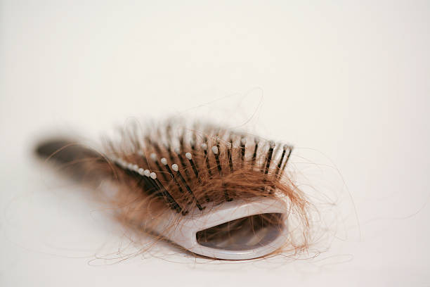 Hairbrush with strands of auburn hair stuck in it stock photo
