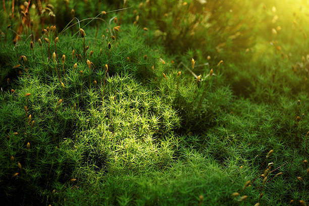 haircap moss haircap moss moss stock pictures, royalty-free photos & images