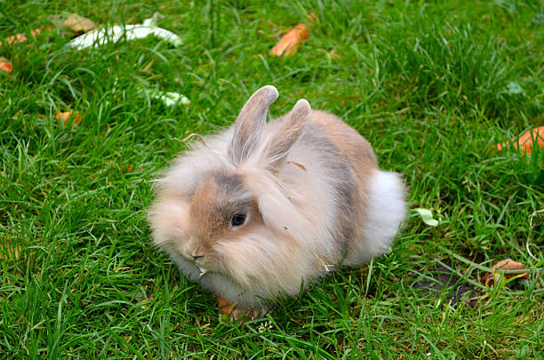 kelinci berbulu - kelinci angora potret stok, foto, & gambar bebas royalti