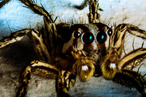 Hairy Spider Head stock photo