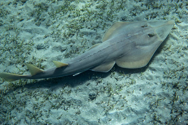 Halavi guitarfish (Glaucostegus halavi) swimming underwater in sea. stock photo