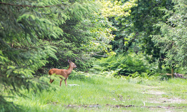 Haldon Deer stock photo