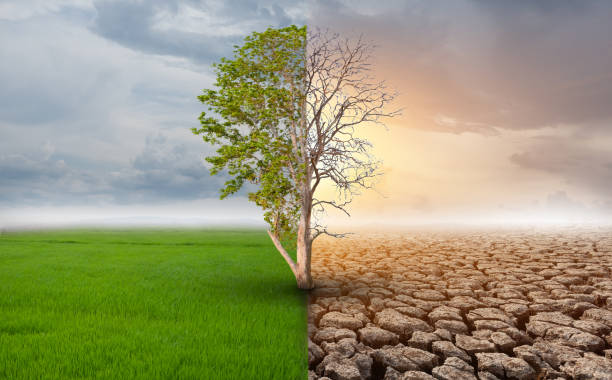 połowa żywa i pół martwego drzewa stojącego w obszarach krajobrazu, koncepcja klimatu się zmieniła i globalne ocieplenie - drought zdjęcia i obrazy z banku zdjęć