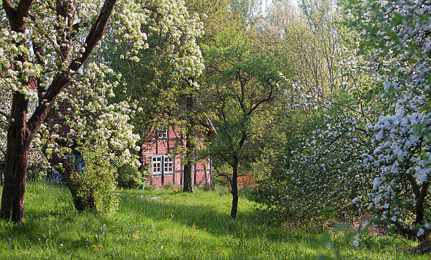 Half-timbered farm house and blooming apple trees in spring Traditional half-timbered farm house among blooming apple trees in Lower Saxony. half timbered stock pictures, royalty-free photos & images