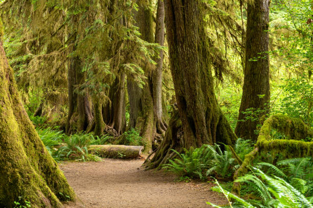 Hall of Mosses in the Hoh Rainforest of Olympic National Park, Washington, USA. Hall of Mosses in the Hoh Rainforest of Olympic National Park, Washington, USA. olympic national park stock pictures, royalty-free photos & images