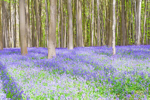 Hallerbos, ancient purple bluebell forest stock photo