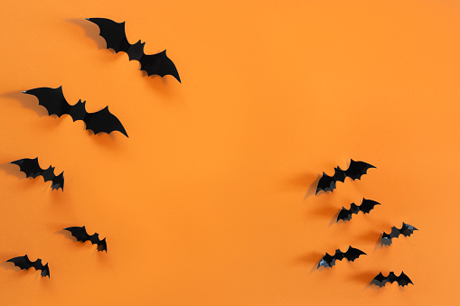 1000+ Bat Pictures | Download Free Images on Unsplash