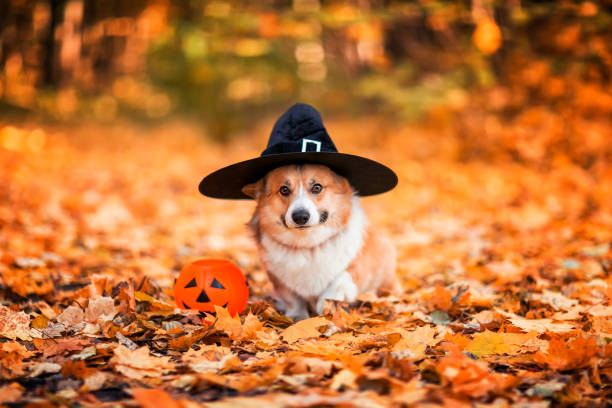 Halloween greeting card with a funny corgi dog puppy in a black witch hat stands in an autumn park stock photo