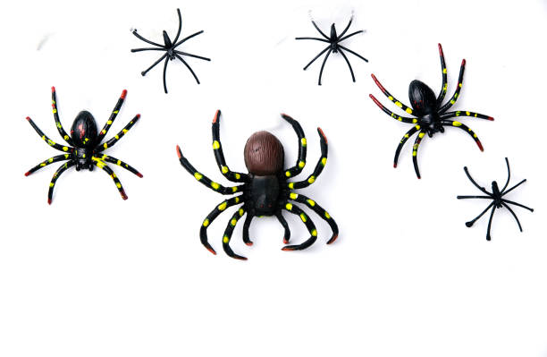 Halloween holiday concept group of spider walk on spider web on white background. Ready for product display montage. stock photo