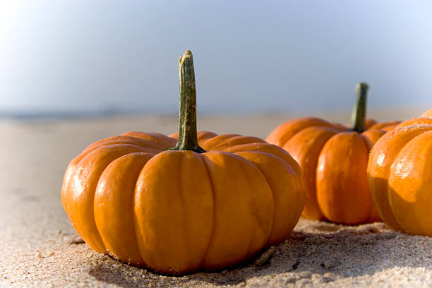 Halloween Mini Pumpkins stock photo