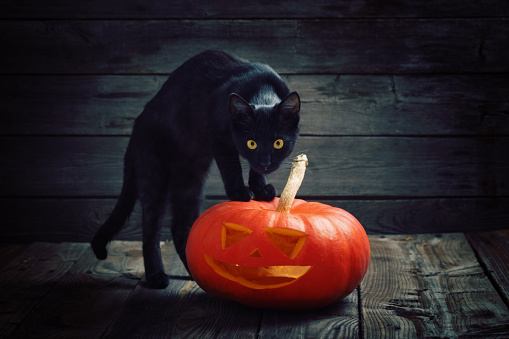 Halloween pumpkin and black cat on wooden background