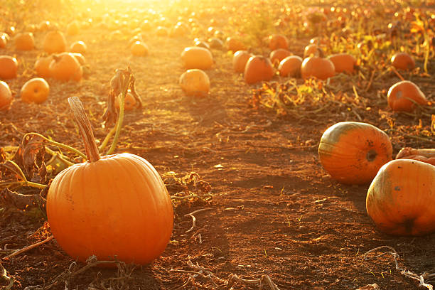 halloween pumpkins in a pumpkin patch with setting sun - squash sun bildbanksfoton och bilder