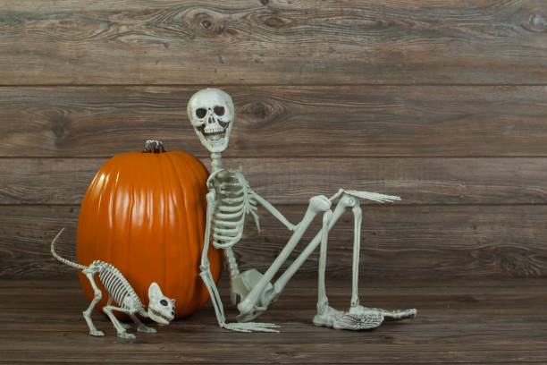 Royalty Free Cat Skeleton Pictures, Images and Stock Photos - iStock