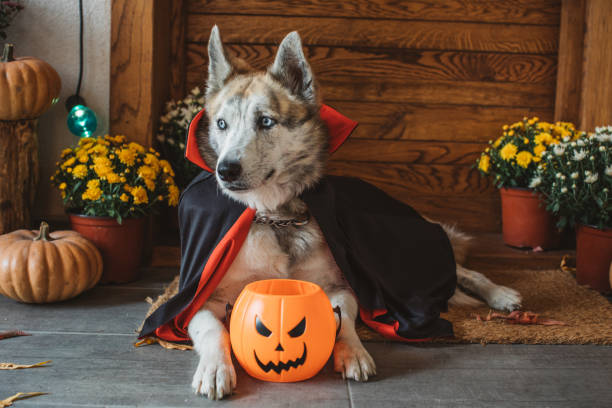 Domestic dog on porch dressed in vampire costume for Halloween
