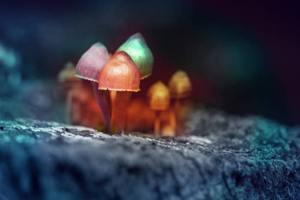 Hallucinogenic colorful mushrooms grow in the forest, toned stock photo