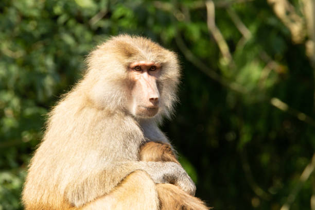 Hamadryas baboon with baby stock photo