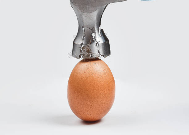 Hammer is breaking chicken egg. Concept of strength, durability, stress resistance, fortitude stock photo
