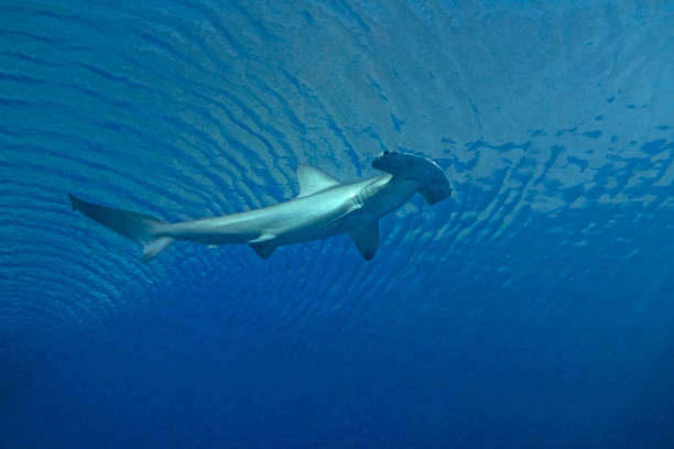 Hammerhead Shark in the Deep stock photo