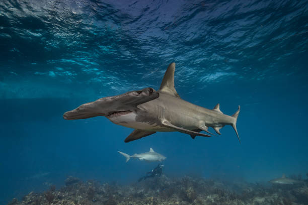 Hammerhead Shark stock photo