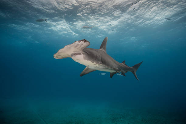 Hammerhead Shark stock photo