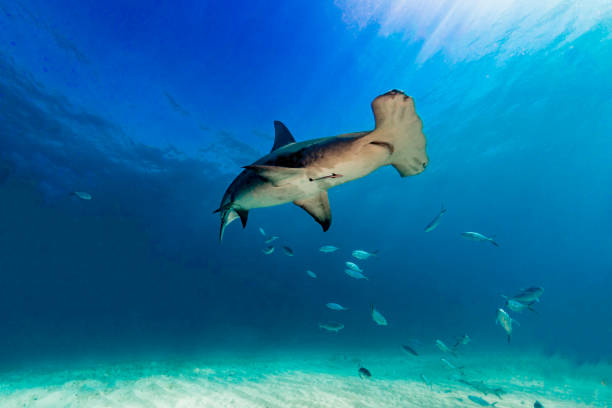 Hammerhead Shark with sunburst stock photo
