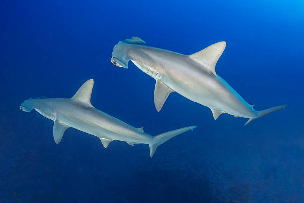 Hammerhead sharks stock photo