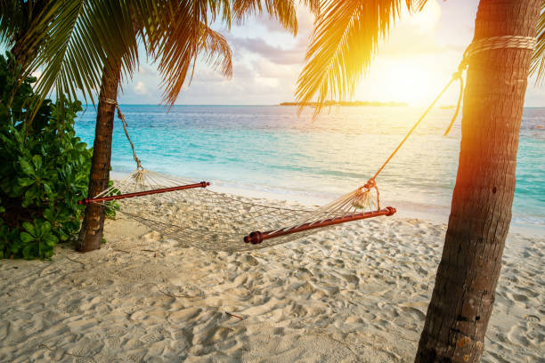 hammock on a palm tree and sunset glare near sea ocean sky shore sand stock photo