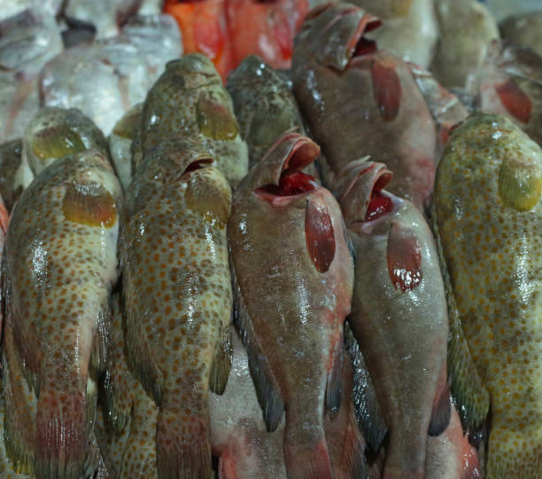 34 hamour fish stock photos pictures royalty free images istock