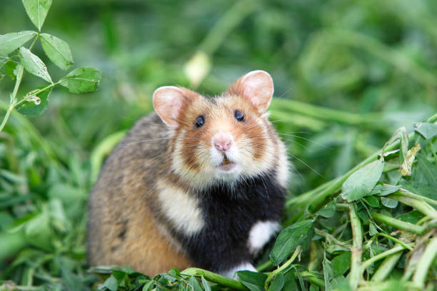 Hamster Common hamster Cricetus cricetus alsace stock pictures, royalty-free photos & images