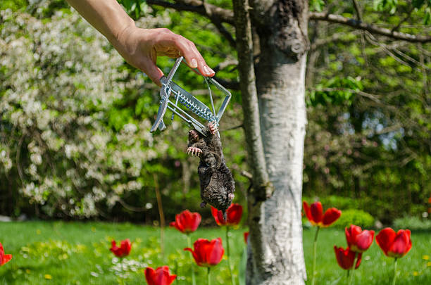 hand and dead mole iron trap on garden background stock photo