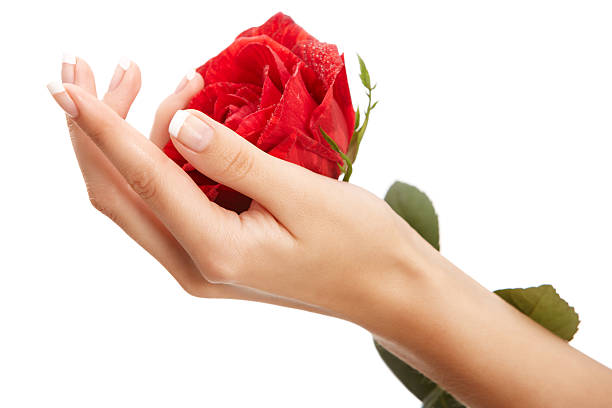 Hand and rose stock photo