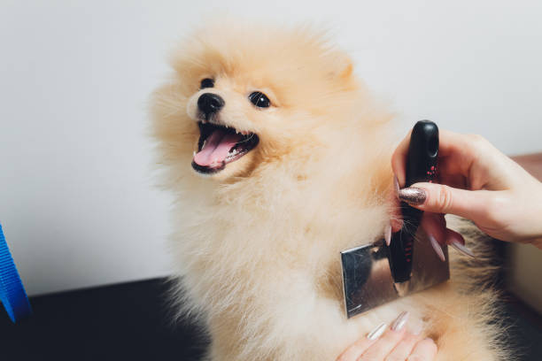 Hand doing grooming, haircut, combing wool of beautiful happy Pomeranian Spitz dog. Fluffy little puppy, animal hair care, cutting procedure. Vet hairdresser, grooming salon. stock photo