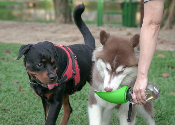 Hand feeding dog with water from bottle stock photo
