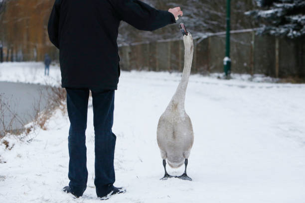 Hand feeding swan at winter stock photo