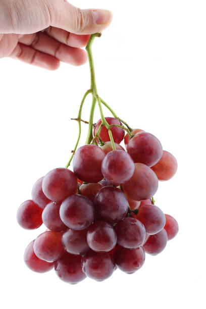 Hand holding a bunch of ripe red grapes isolated on white background. stock photo