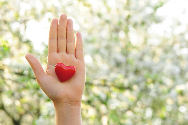 Hand holding a red heart as a symbol of love  stock photo